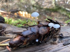 Strobilurus trullisatus