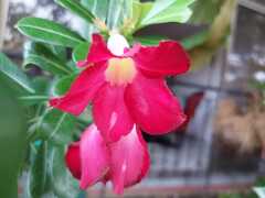 Adenium