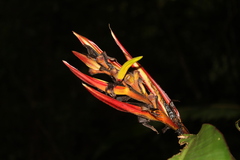 Heliconia psittacorum