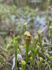 Sarracenia alata