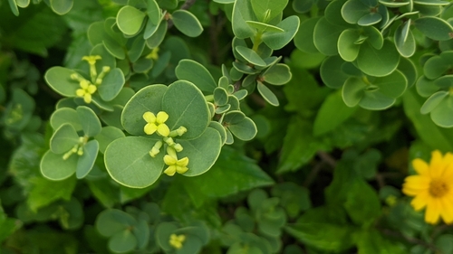 Wikstroemia uva-ursi, photograph 6
