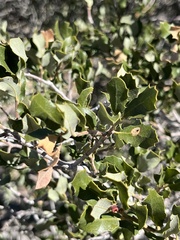 Quercus cornelius-mulleri