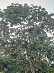 Cecropia peltata