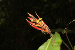 Heliconia psittacorum