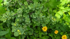 Wikstroemia uva-ursi