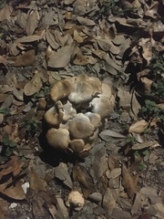 Pleurotus ostreatus