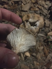 Pleurotus ostreatus