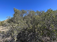 Quercus cornelius-mulleri