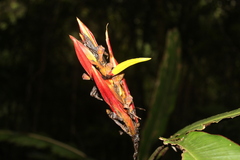 Heliconia psittacorum