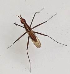 Telostylinus lineolatus