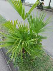 Trachycarpus fortunei