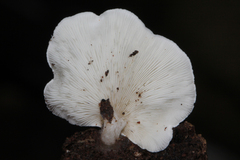 Omphalotus nidiformis