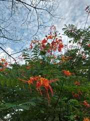 Caesalpinia