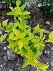 Melicytus ramiflorus