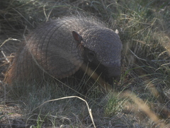 Chaetophractus villosus