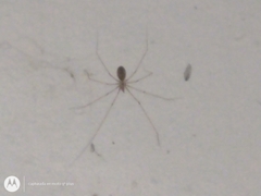 Pholcus phalangioides
