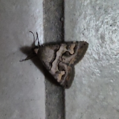 Melipotis perpendicularis