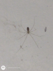 Pholcus phalangioides