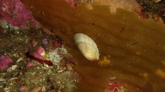 Nacella mytilina