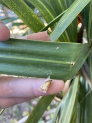 Hyperinae