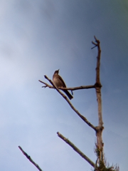 Turdus ignobilis