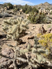 Cylindropuntia echinocarpa