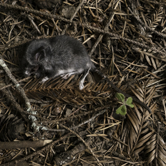 Peromyscus gambelii
