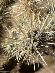 Cylindropuntia echinocarpa
