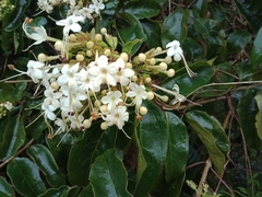 Clerodendrum floribundum