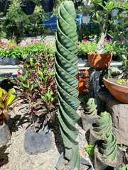 Cereus repandus