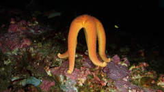 Henricia