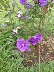Brunfelsia