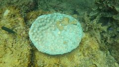 Duncanopsammia peltata