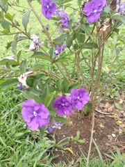 Brunfelsia