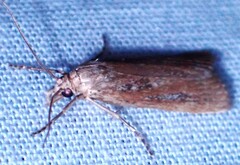 Occidentalia comptulatalis