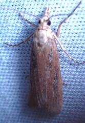 Occidentalia comptulatalis