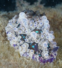 Dendrodoris krusensternii