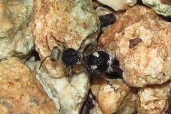 Dasymutilla arachnoides