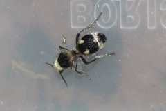 Dasymutilla arachnoides