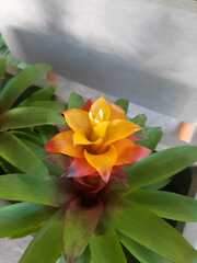 Aechmea fasciata