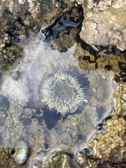 Anthopleura