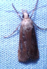 Occidentalia comptulatalis