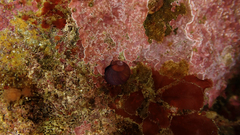 Margarella violacea