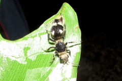 Dasymutilla arachnoides