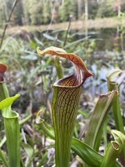 Sarracenia alata