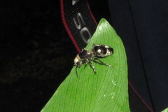 Dasymutilla arachnoides