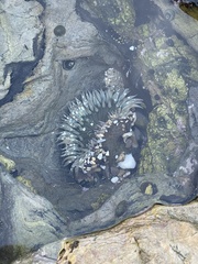 Anthopleura