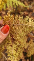 Dryopteris carthusiana