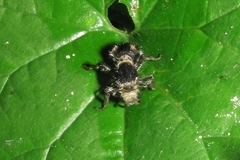 Dasymutilla arachnoides