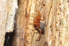 Caponiidae